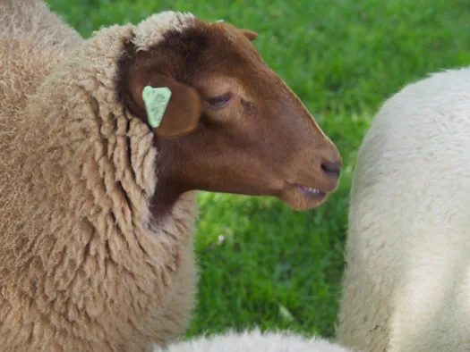 Openluchtmuseum Bokrijk (België)